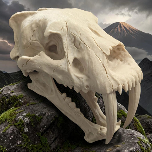 Sabertooth Tiger Replica Skull (Smilodon)